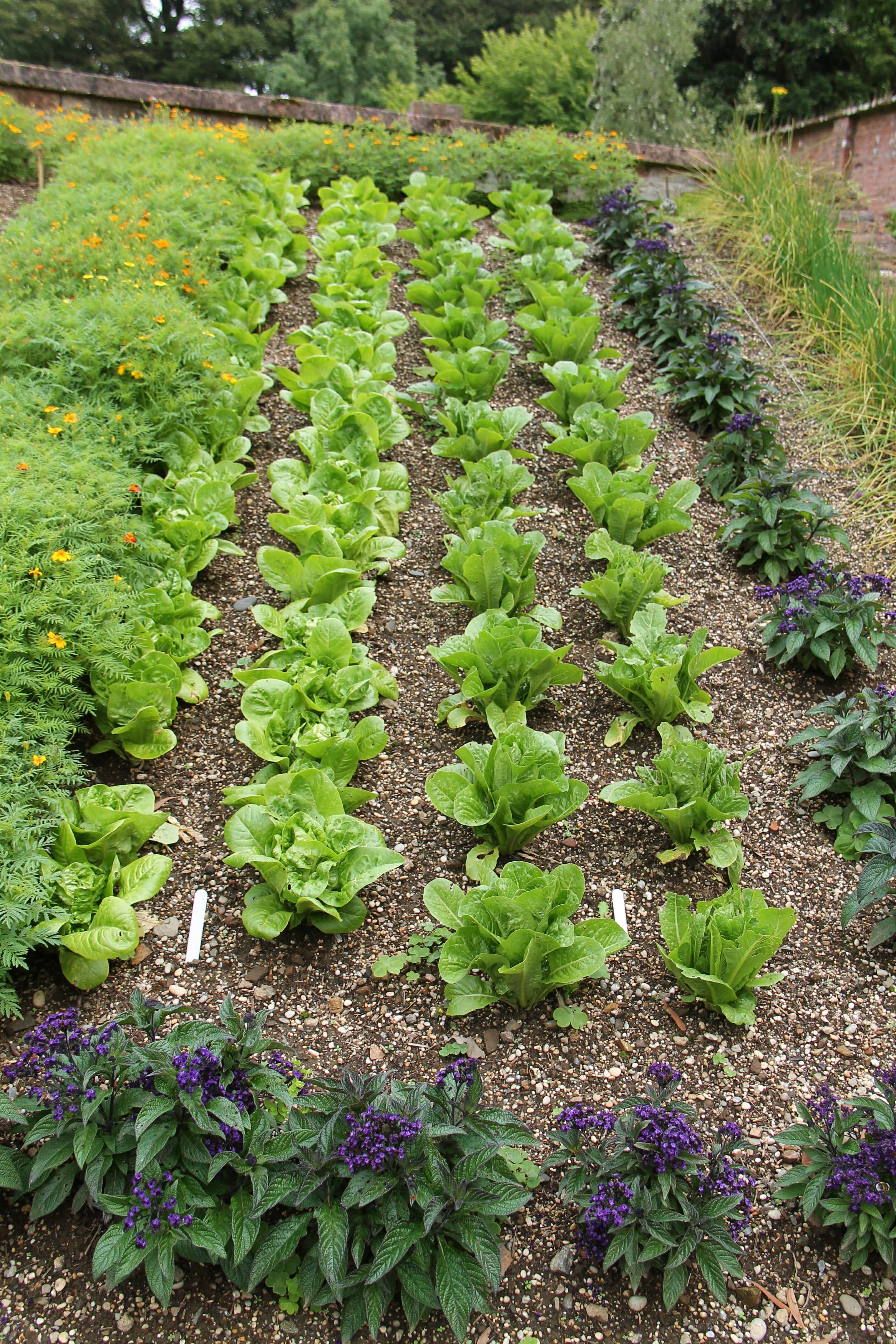 Companion Planting Ideas