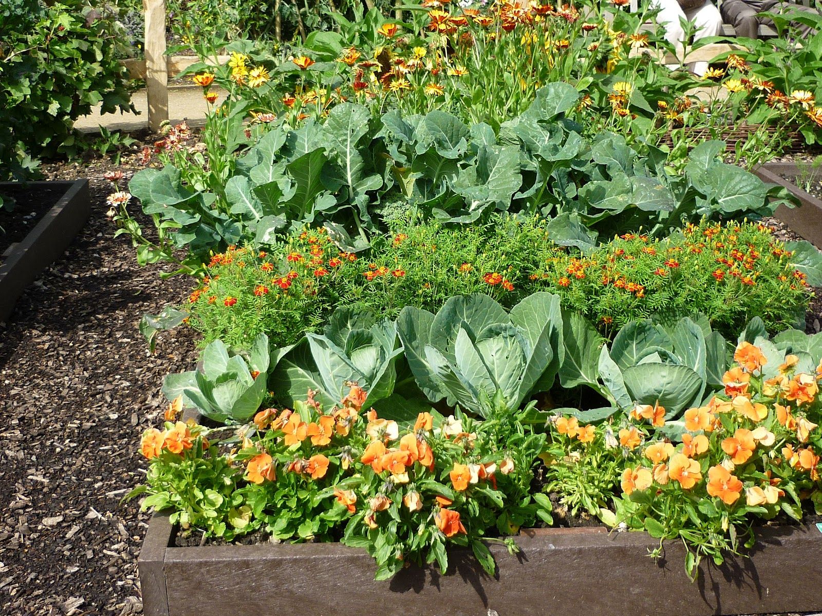 Vegetable Garden Companion Plants