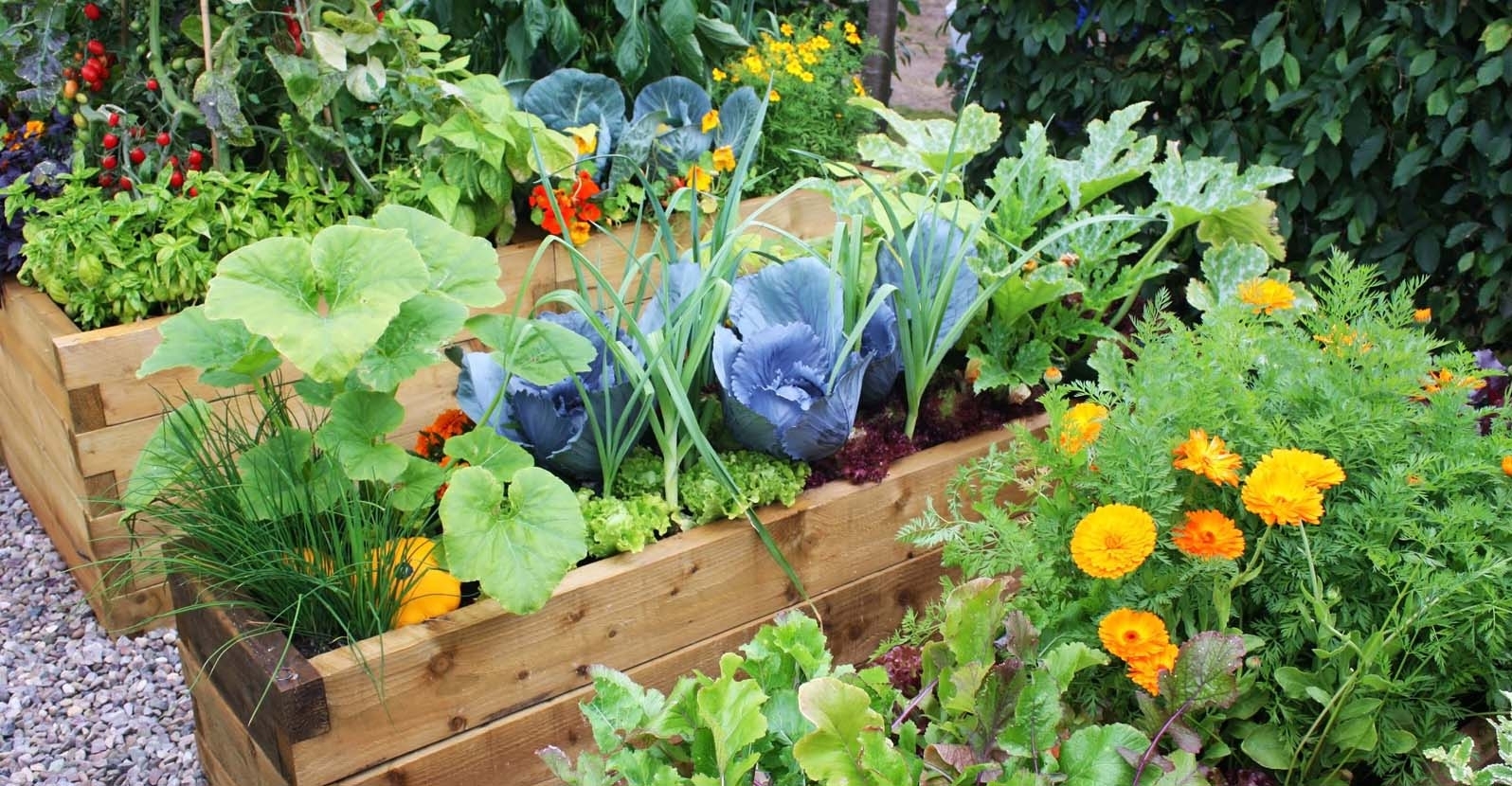 Vegetable Garden Layout