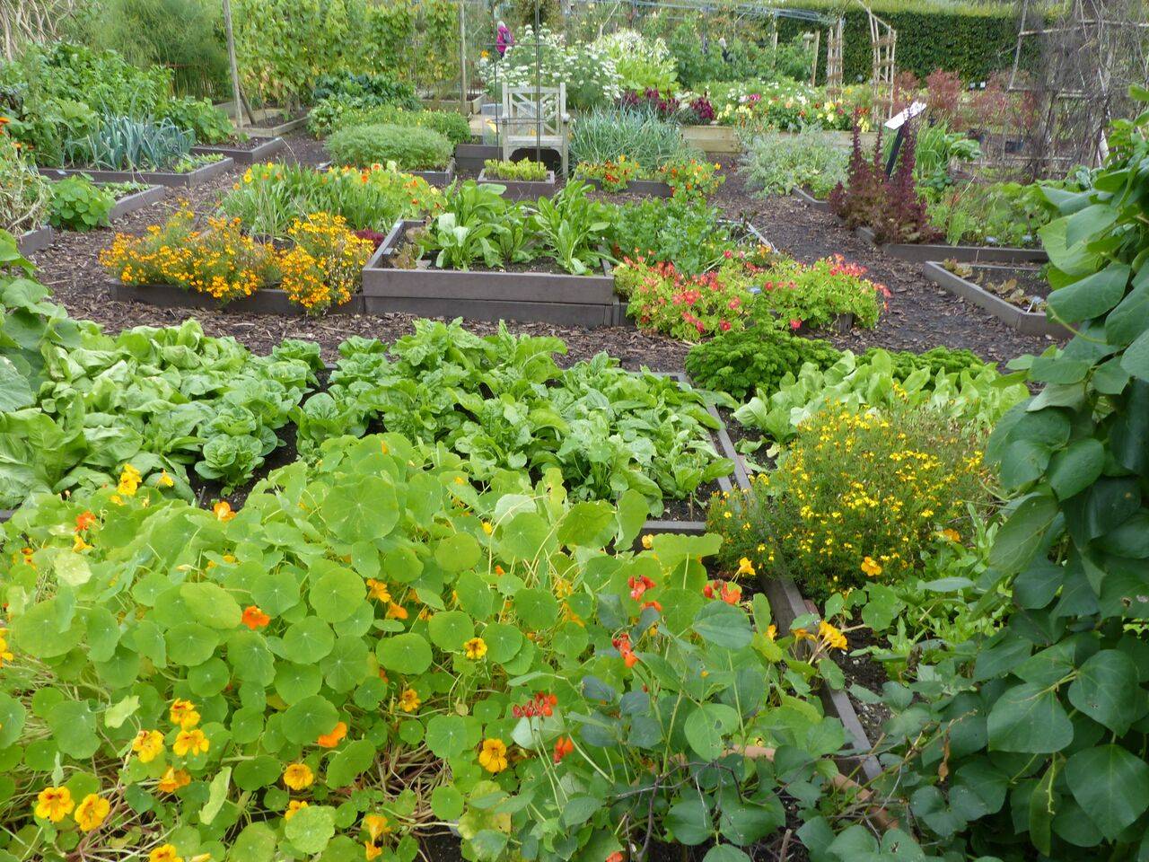 Square Foot Gardening Layout Ideas