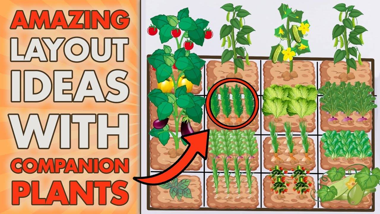 Companion Planting Guide Layout Tips