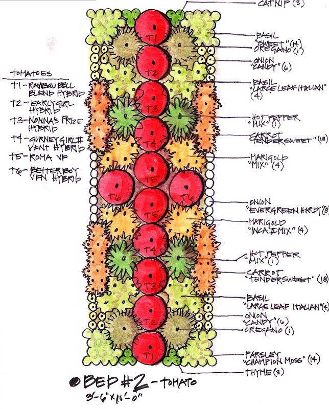 Companion Planting Vegetable Garden Layout