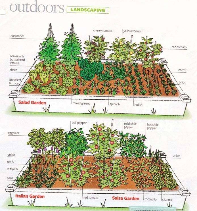 20-vegetable-garden-plant-layout-ideas-to-try-this-year-sharonsable