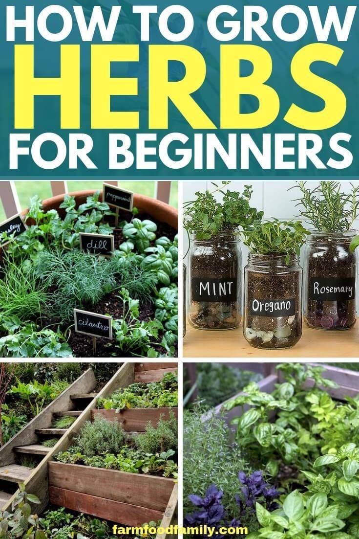 Outdoor Herb Garden