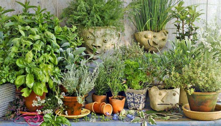 A Successful Indoor Herb Garden