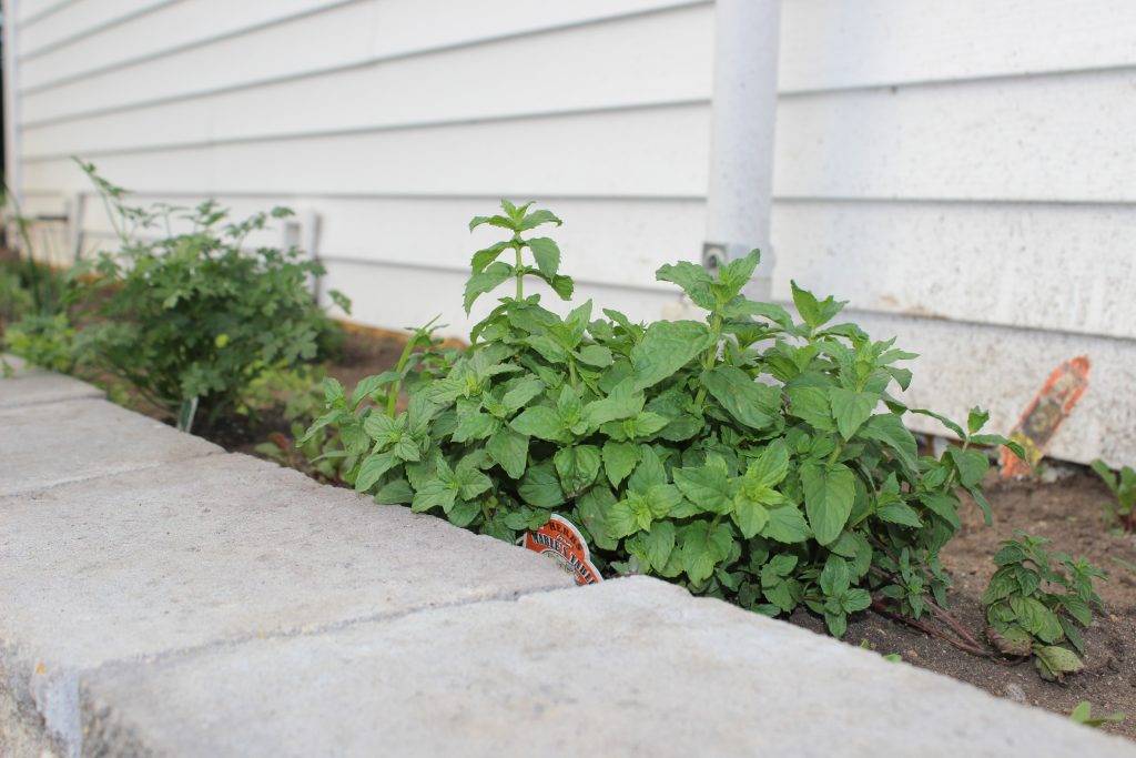 Indoor Herb Garden Diy