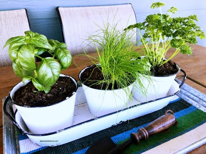 Indoor Herb Garden