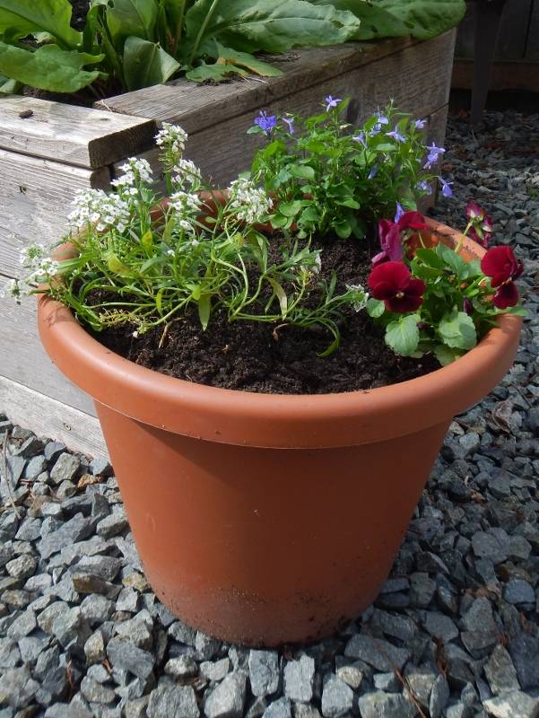 A Container Garden