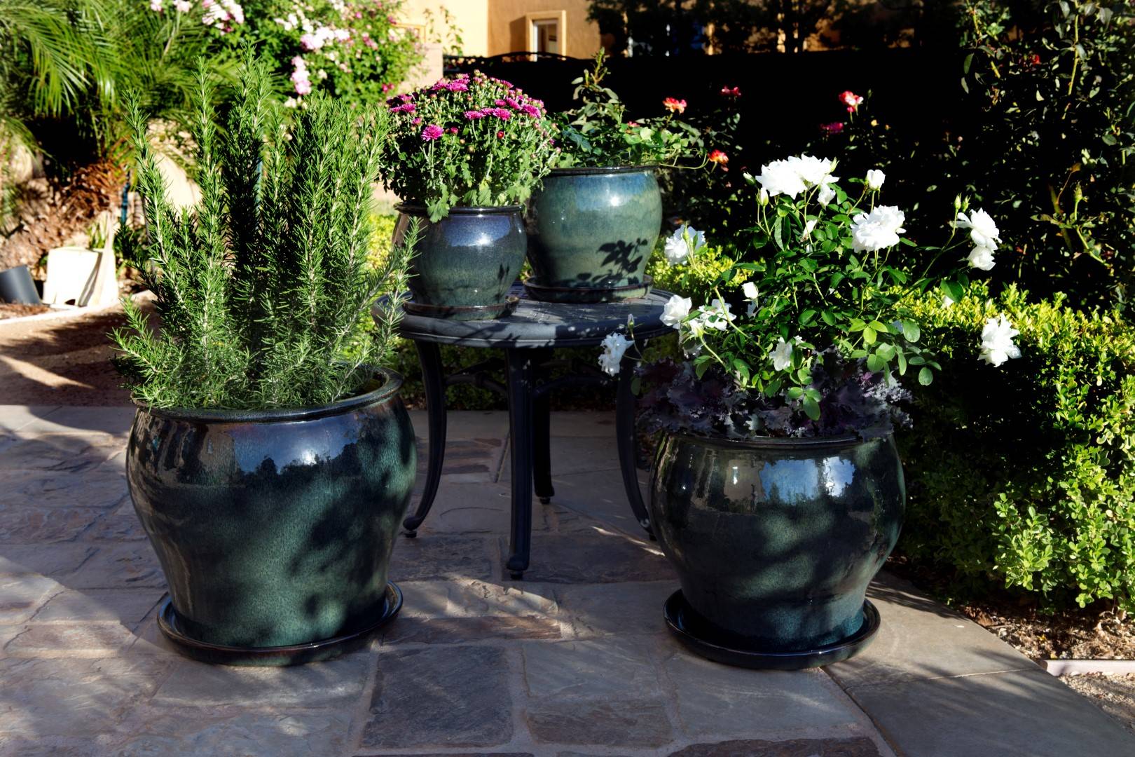Container Gardening Tips