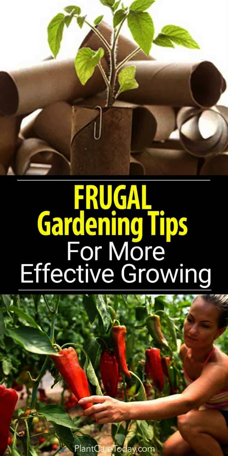 Home And Garden Designs