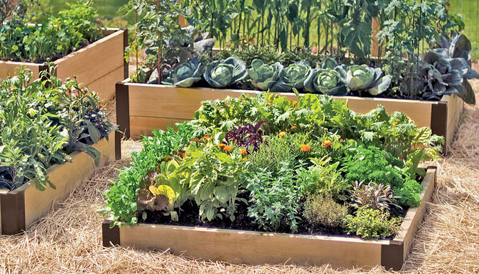 Vegetable Garden Small Spaces Design Ideas