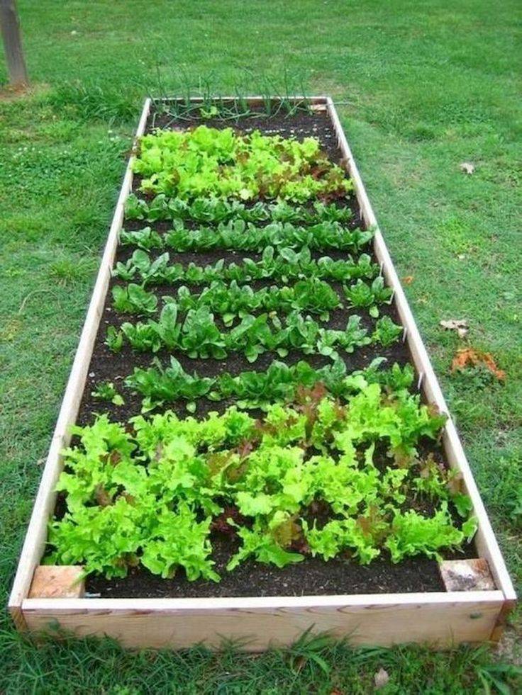 Square Foot Gardening Small Vegetable Gardens
