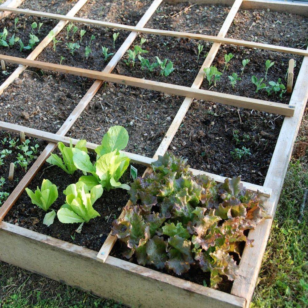 Raised Bed Gardening Vegetable Garden Tips