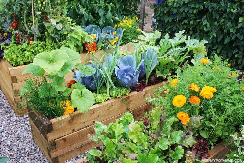 Raised Bed Vegetable Gardening