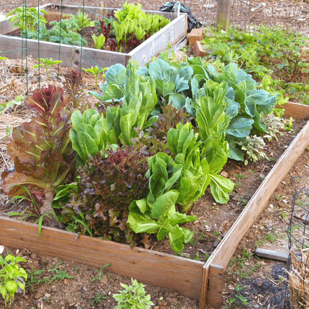 Your Own Vegetable Garden Vegetable Garden