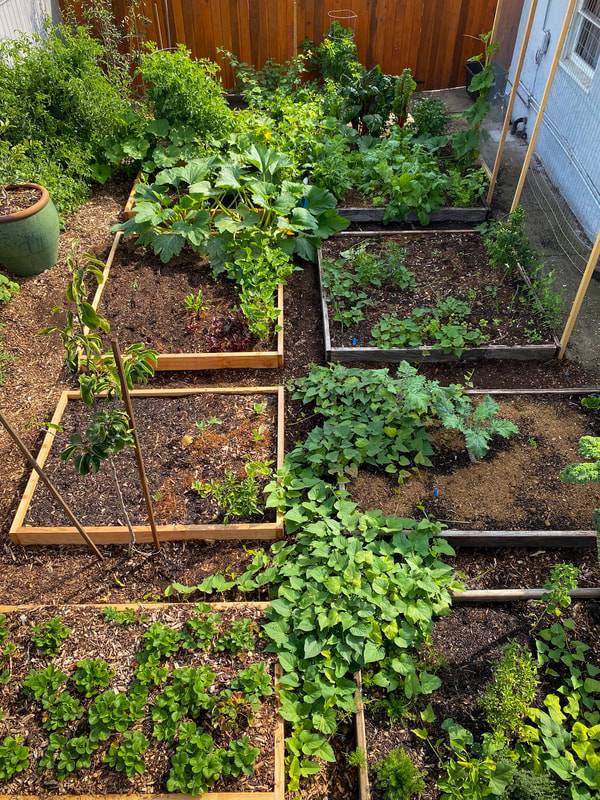 Your Own Vegetable Garden Vegetable Garden