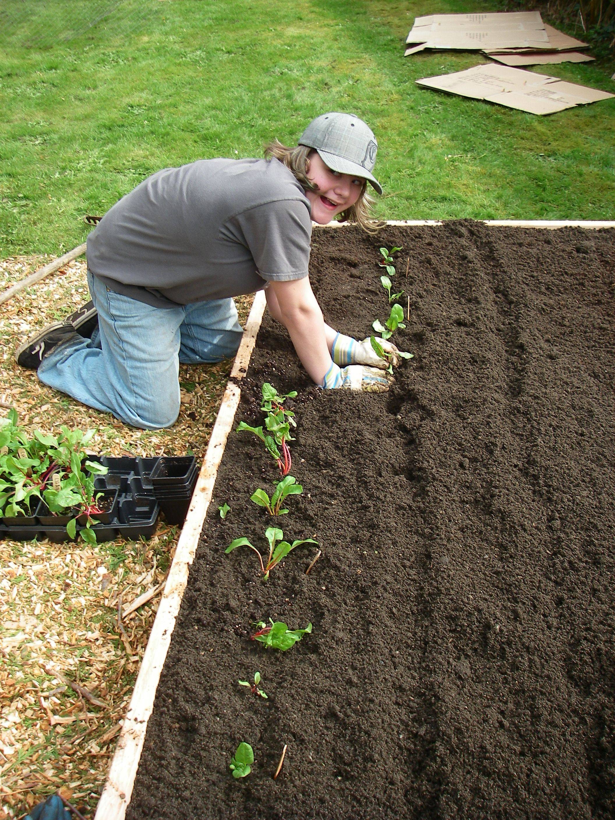 Raised Vegetable Gardens