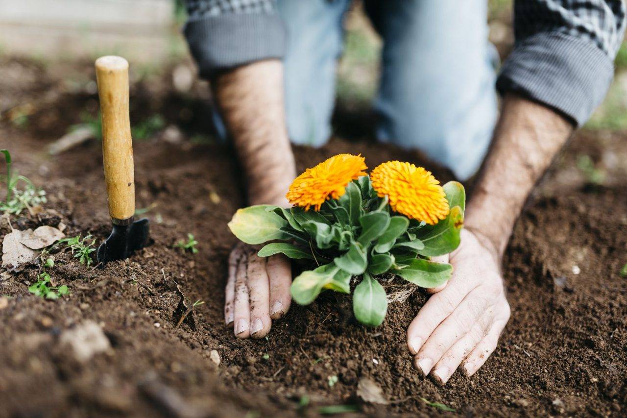 Small Community Garden Ideas