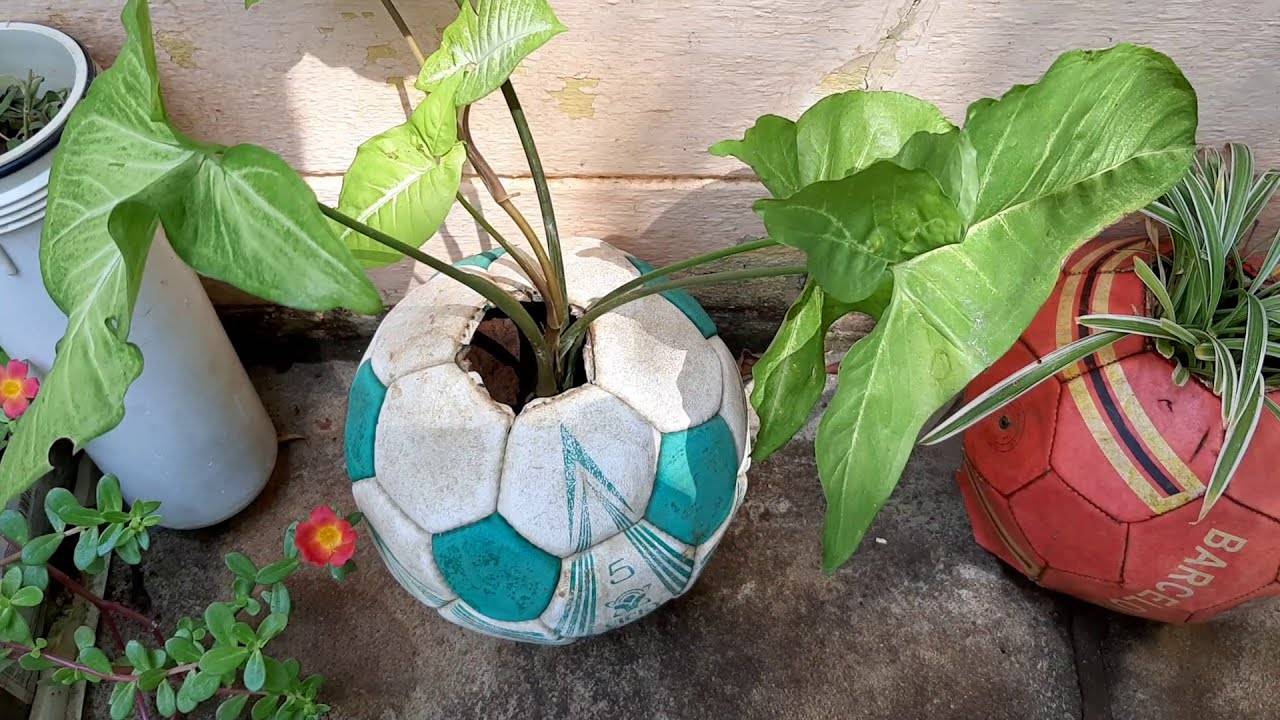 Ten Innovative Garden Tips Joannes Home Savings