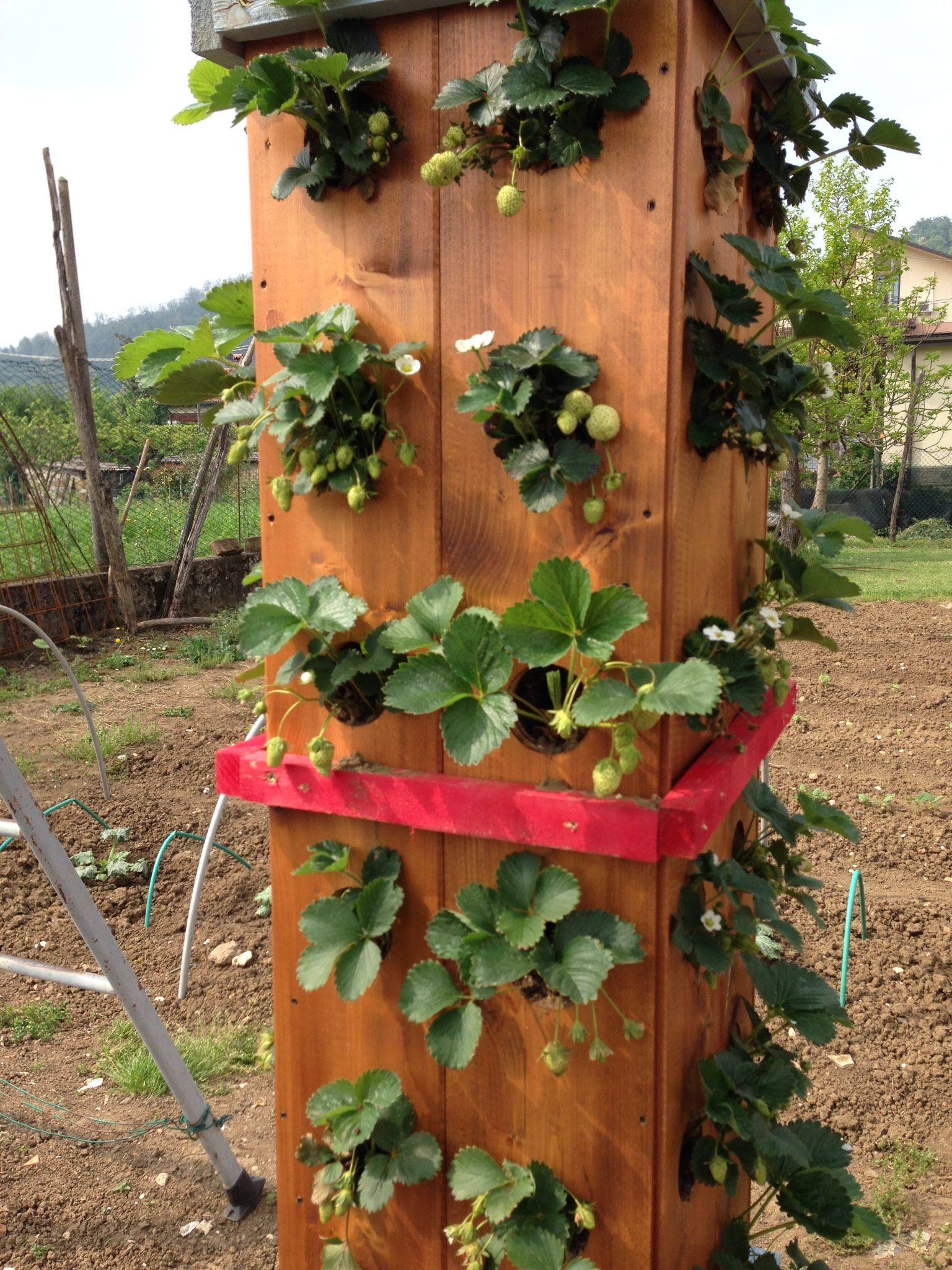 Growing Strawberry Plants