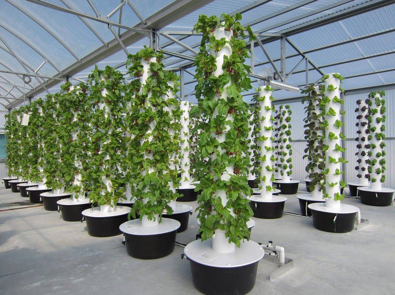 Greenhouse Greenhouse Growing