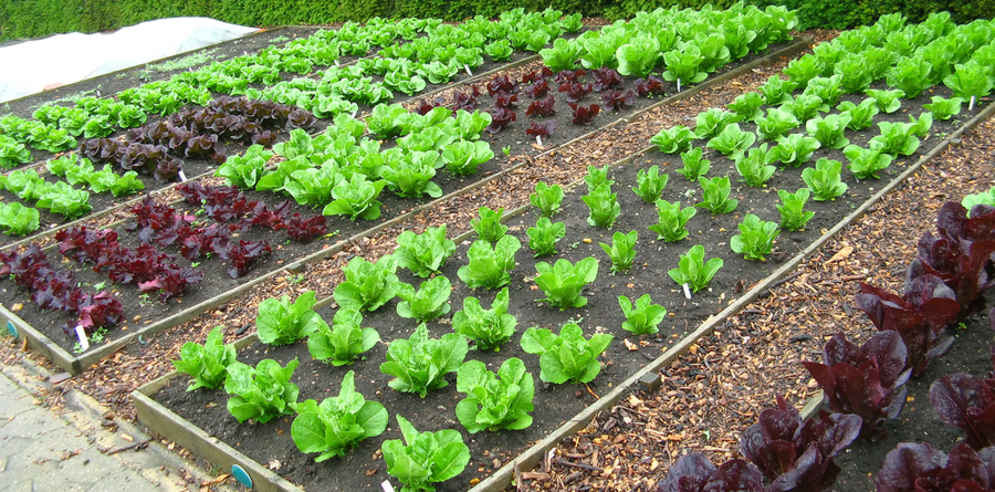 Simple Organic Gardening Tips Green Living Ideas