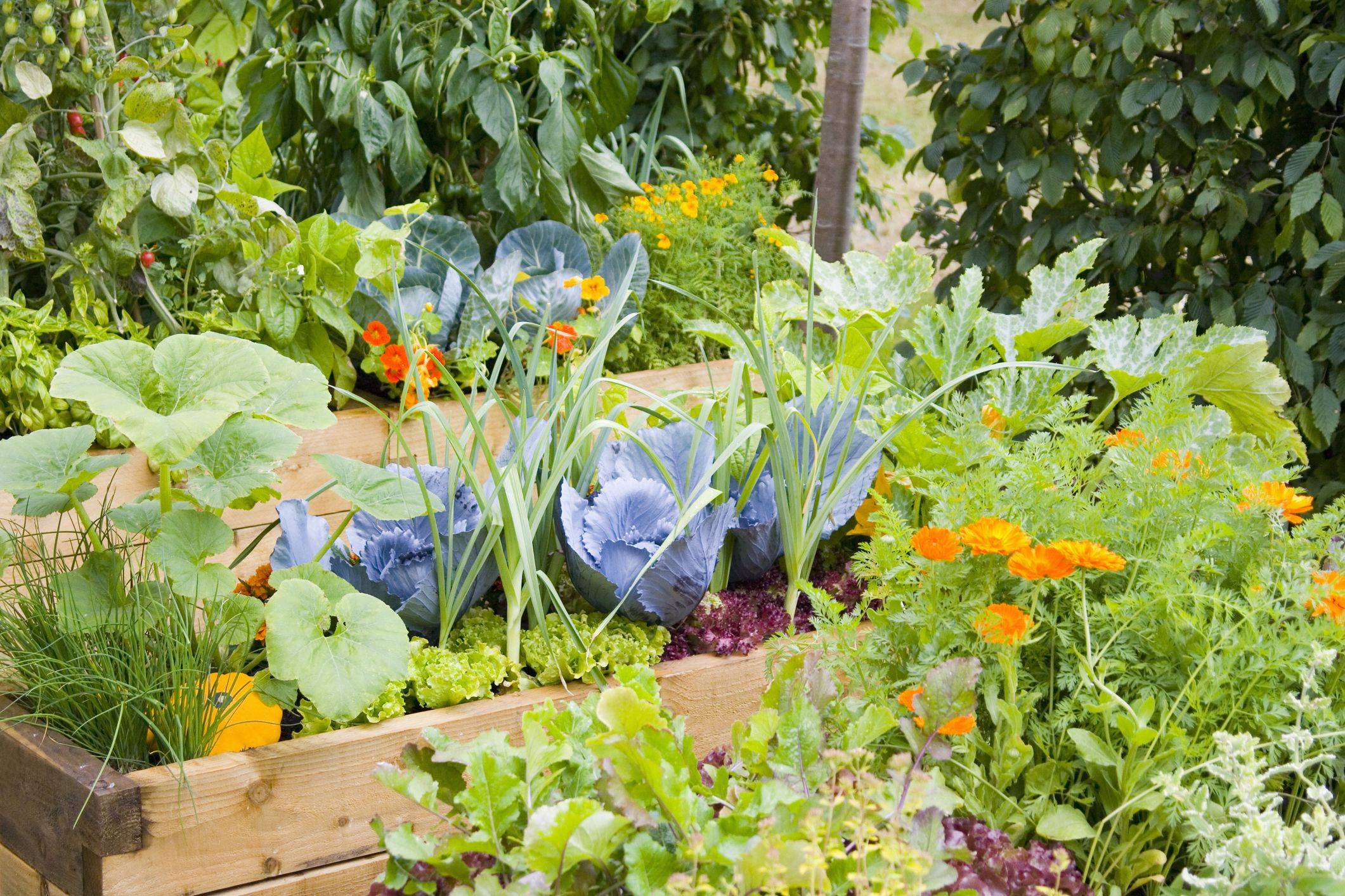 Your Harvest Organic Gardening