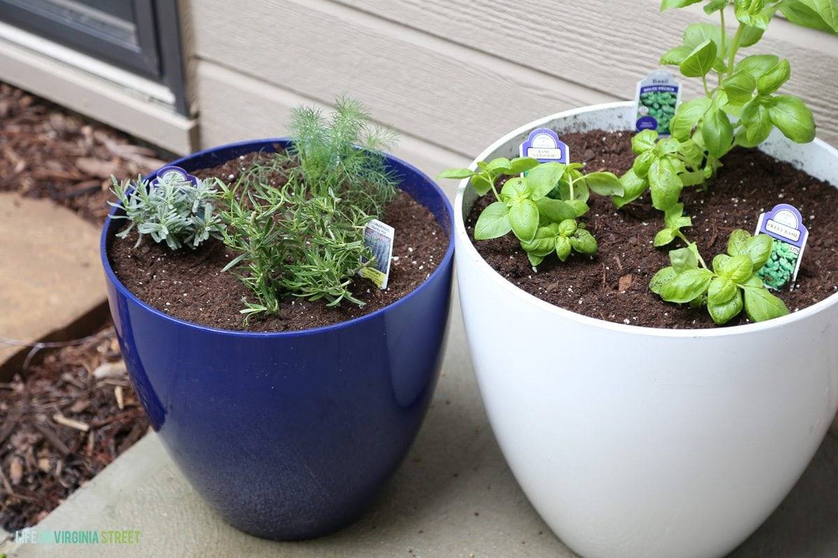 Diy Potted Herb Garden Ideas Simphome