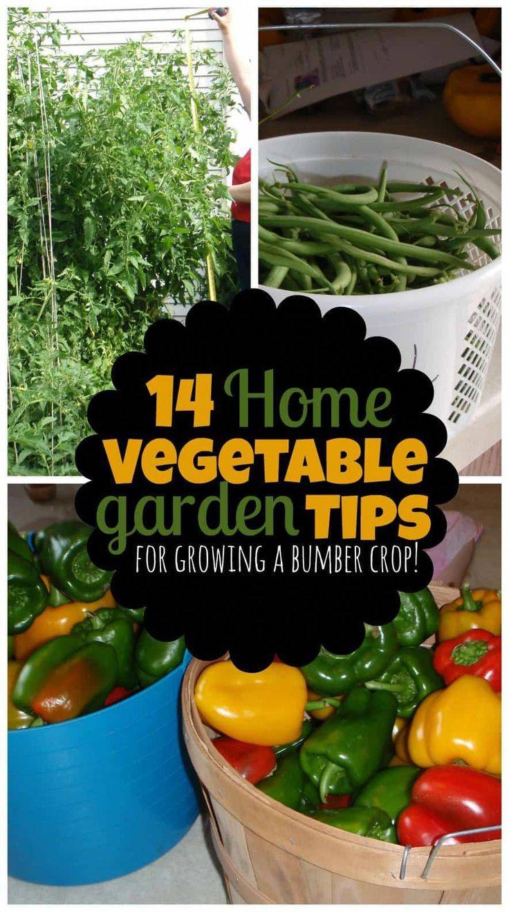 Clever Gardening Tips