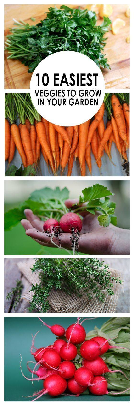 Vegetable Garden Terrace Landscapes