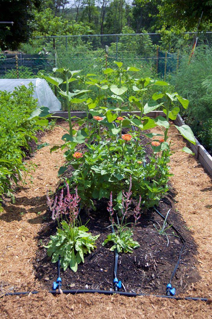 Container Gardening Tips
