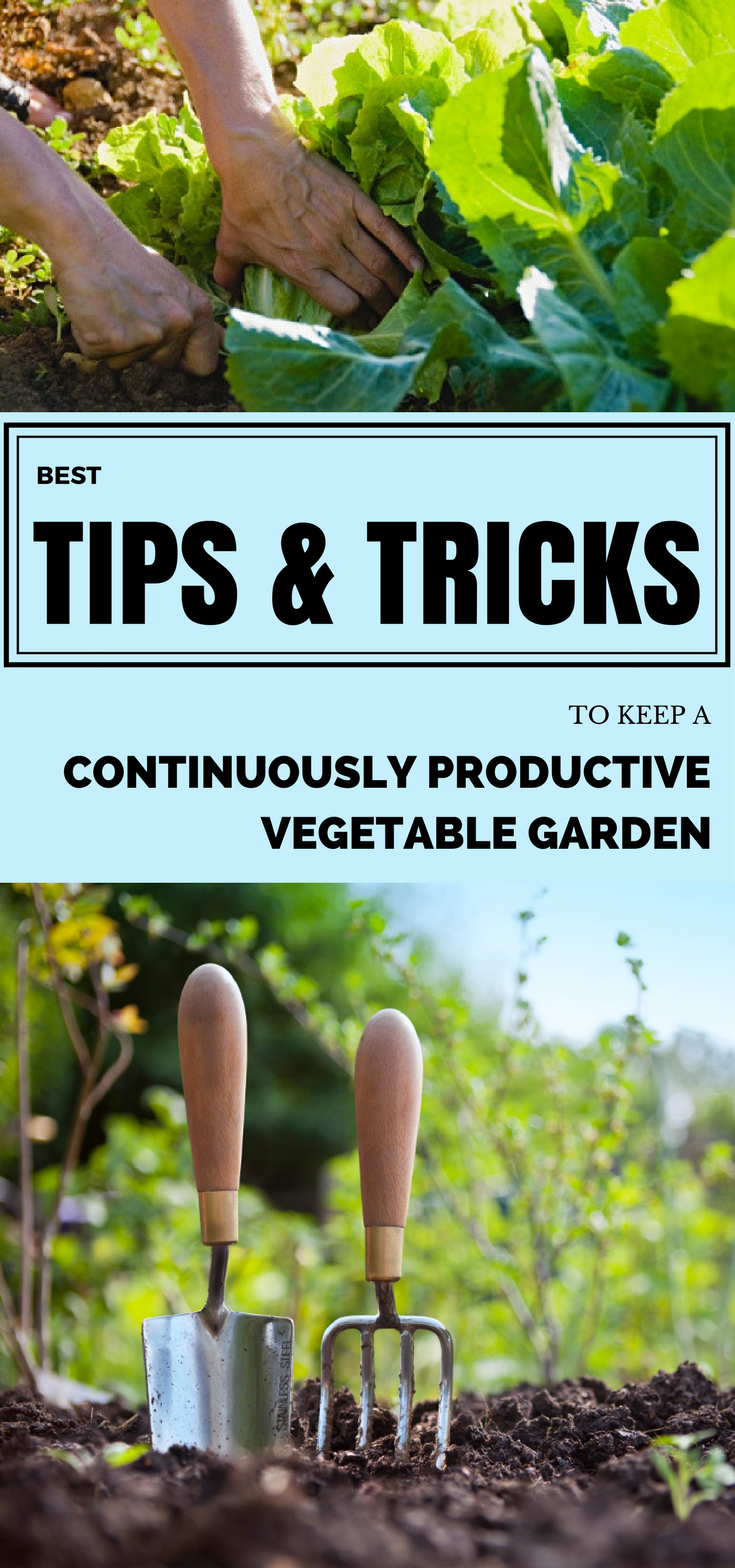 16 Vegetable Garden Tips and Tricks Ideas You Should Check SharonSable