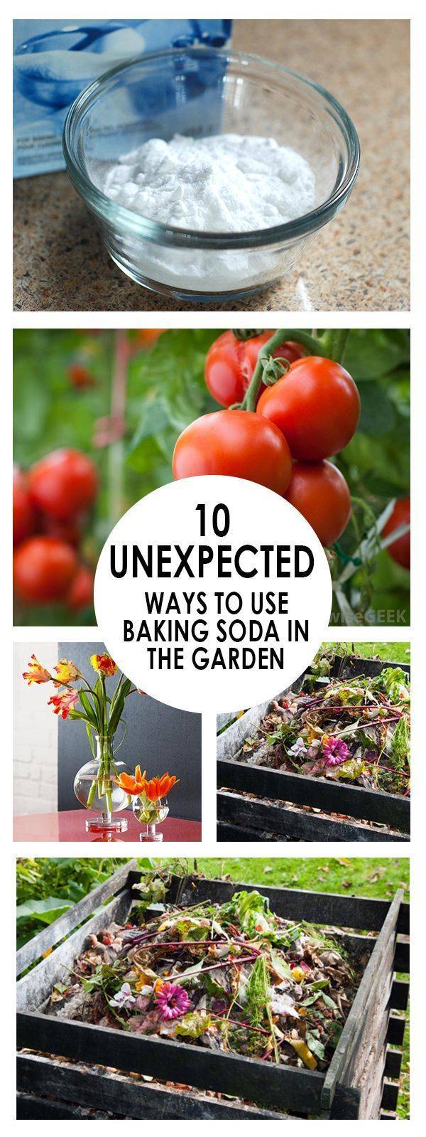 Brilliant Vegetable Garden Tips