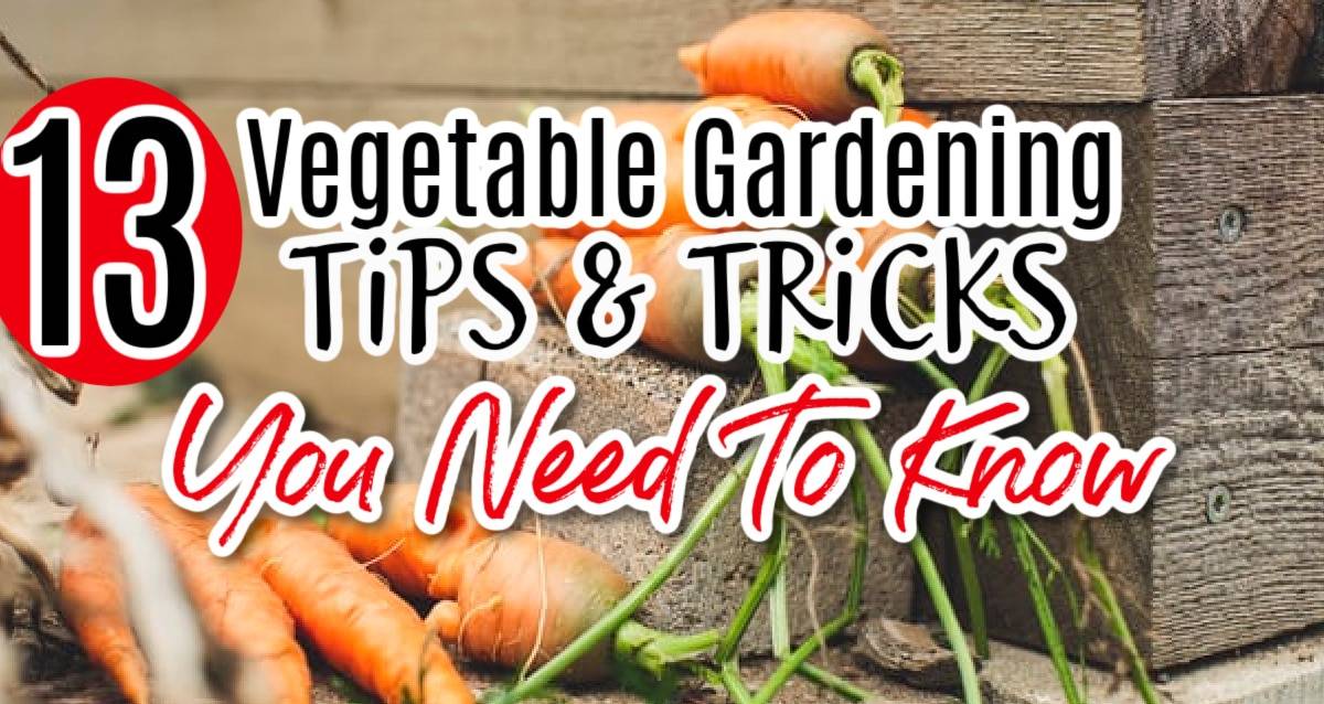 Container Gardening Tips