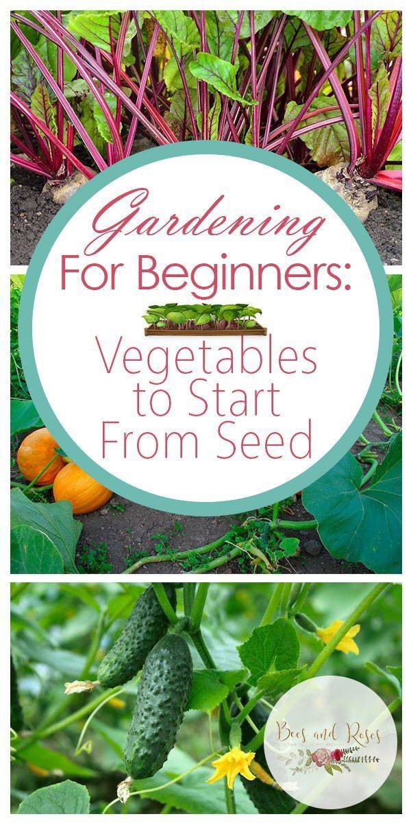 My Vegetable Garden