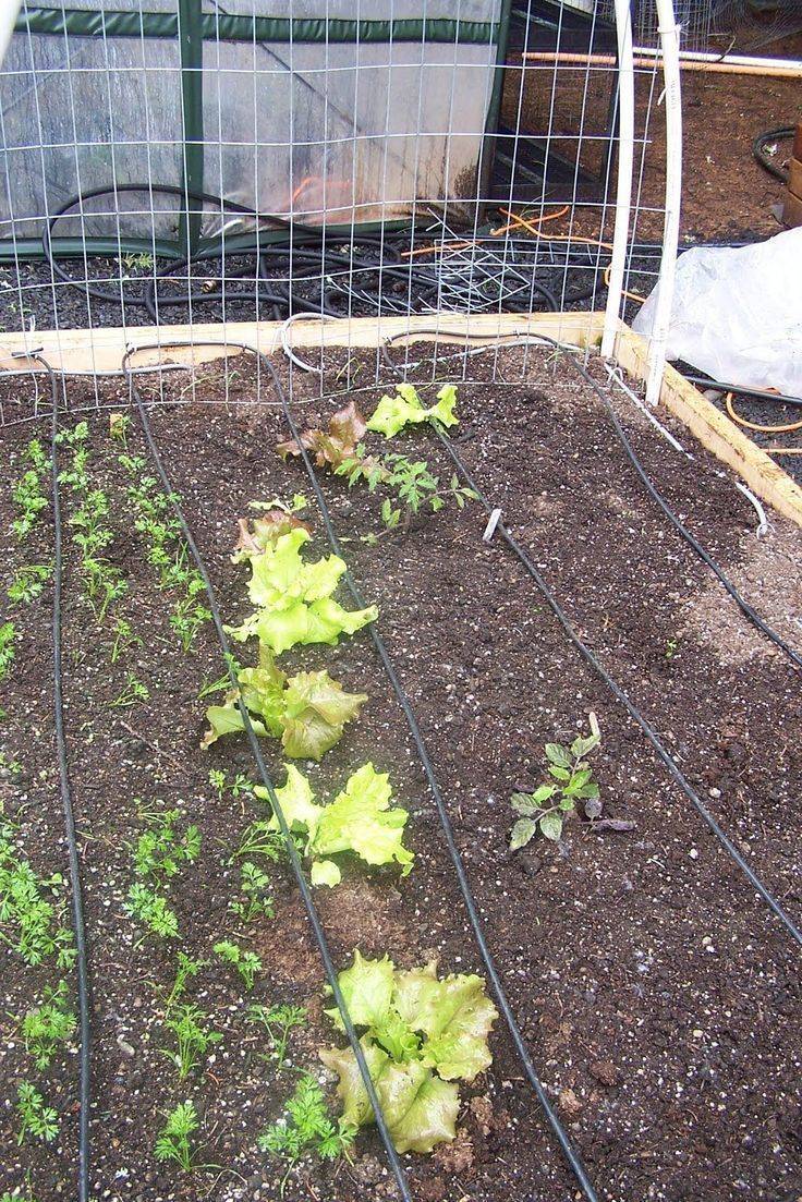 Vegetable Gardening Tips