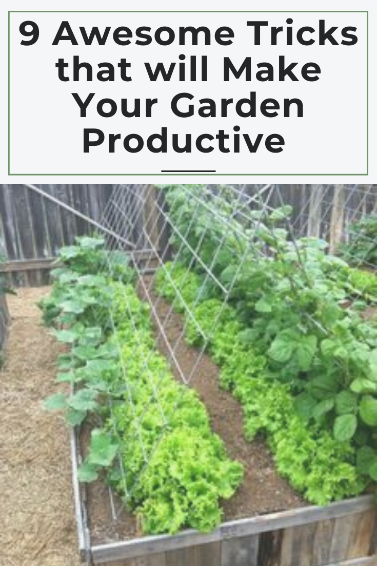 Vegetable Gardening Tips