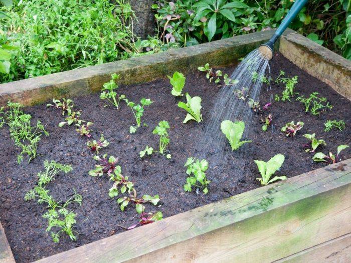 Vegetable Gardening Tips