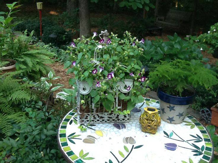 Garden Club Program Ideas Youtube