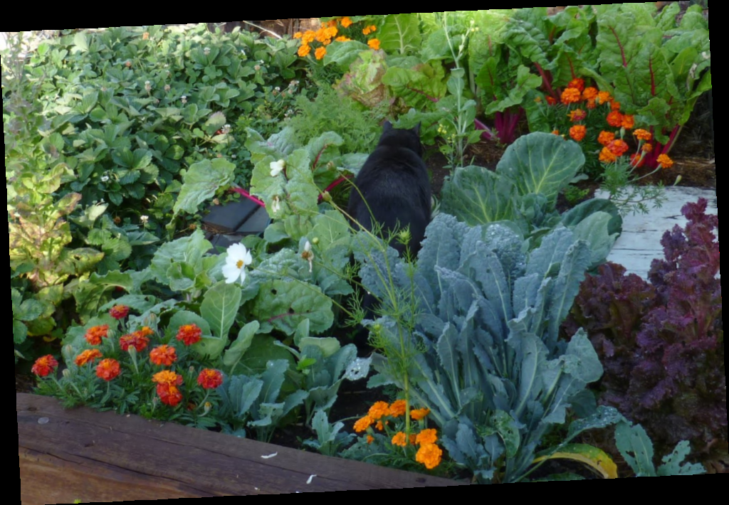 Sunny Leaves Landscape Logo