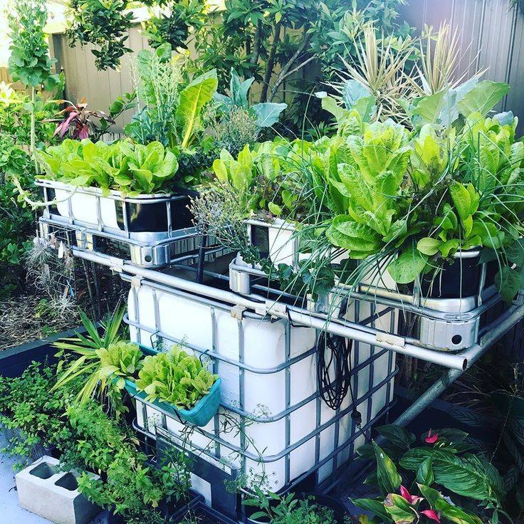 Backyard Vegetable Garden Ideas