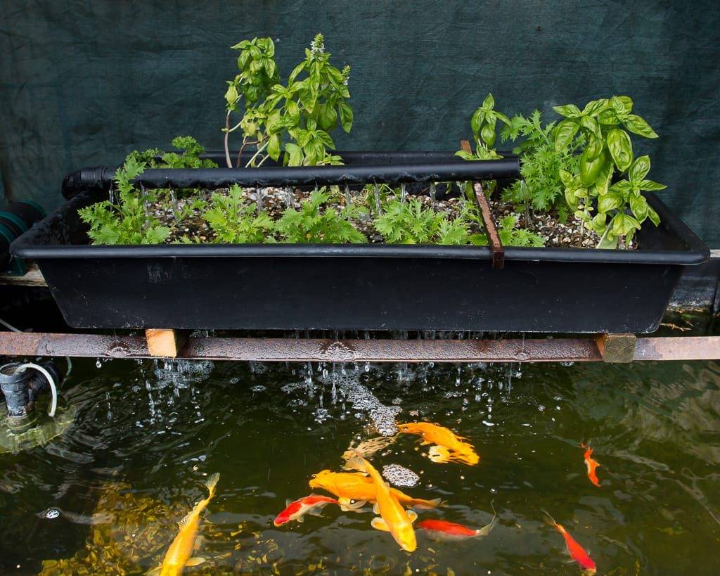 Aquaponic Gardening