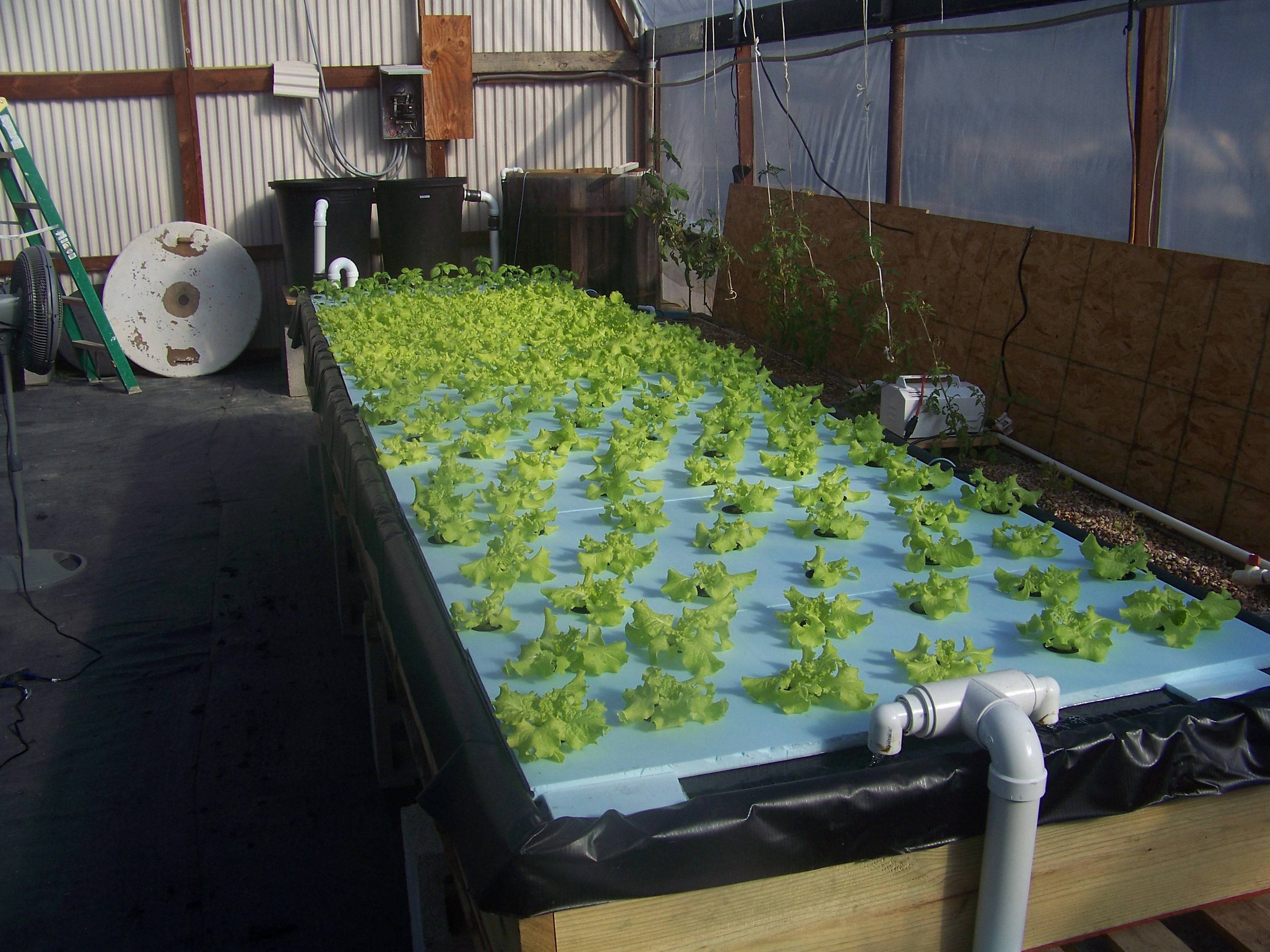 Backyard Aquaponics