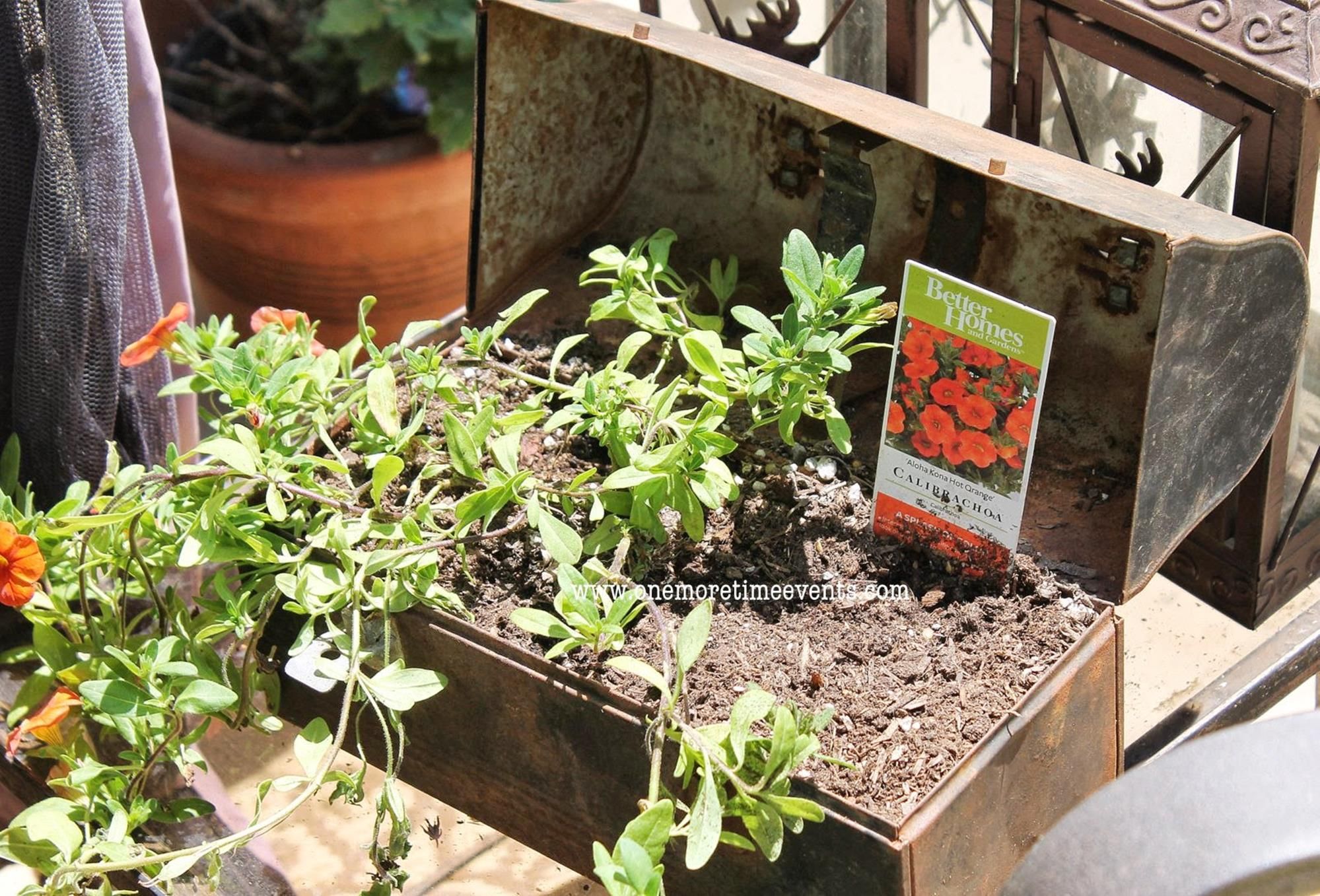 18 Garden Planting Seasons Ideas For This Year SharonSable