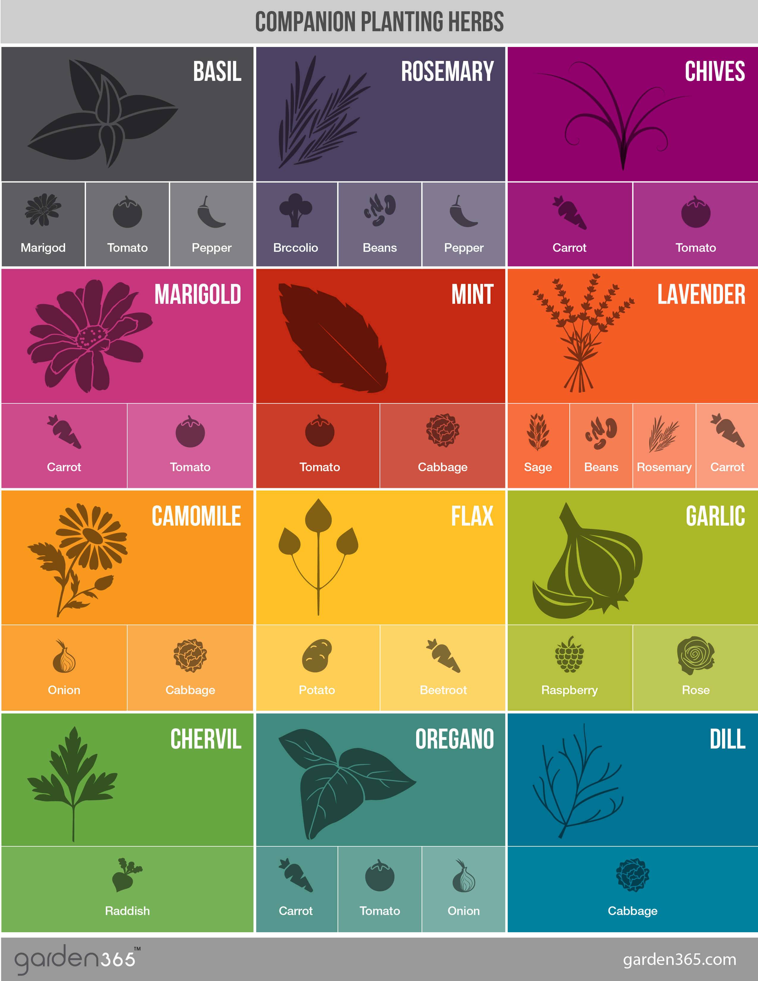 Beginners Fall Vegetable Garden Planting Guide