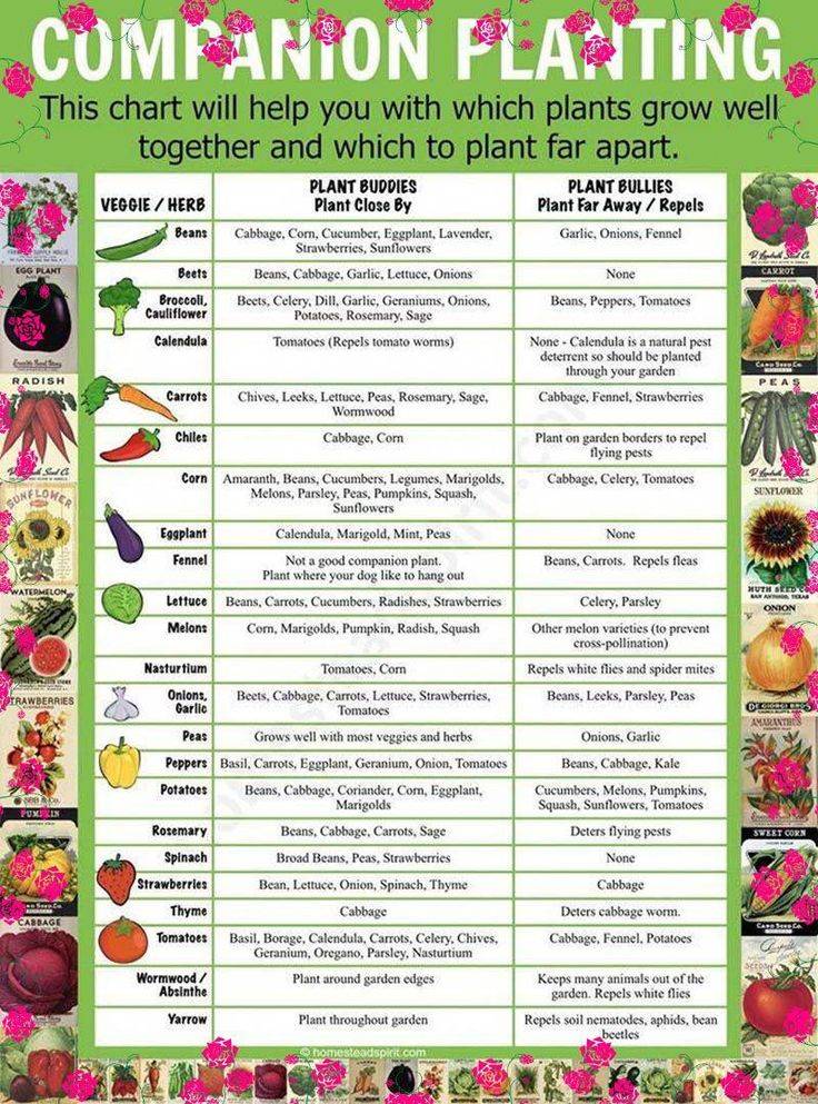 Companion Planting Infographic Chart