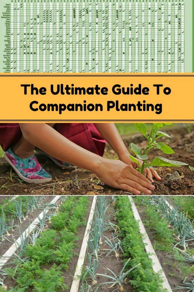 Square Foot Planting Guide Vegetable Garden Plan