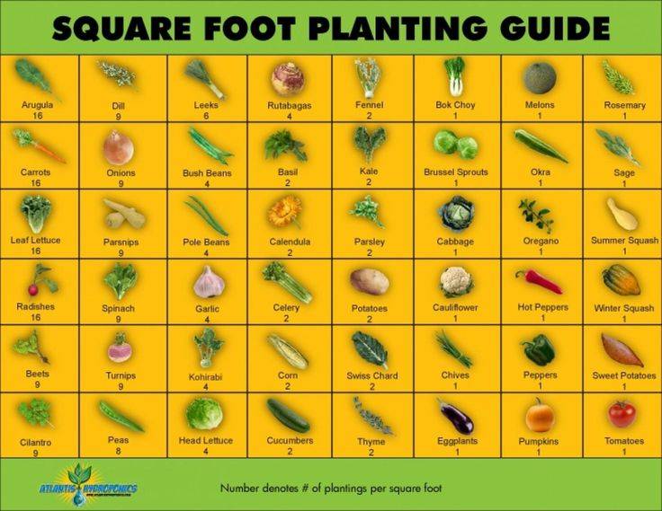 The Best Vegetable Planting Guide Ideas