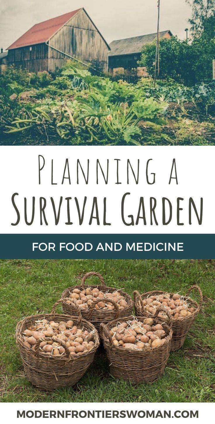 A Survival Garden Diy