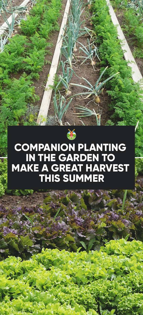A Productive Garden Brilliant Tips